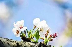 今天领证好吗 2025年2月18日领证黄道吉日