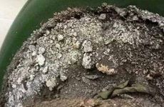 51年出生属兔今年命运