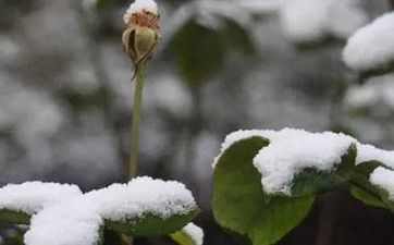 春节搬家有什么讲究 春节搬家有什么祝福贺词