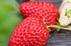 2025年农历正月十五能装修吗