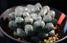 属蛇的人桃花运怎么样 桃花运旺么