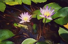 今天时辰宜忌 2025年农历正月初四是出行吉日吗