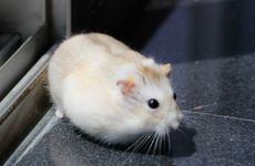 梦见别人开饭店怎么回事 梦见别人开饭店有什么预兆