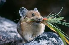 生肖鼠在2022年七月会遇见真爱吗 桃花尚可互谅互让