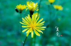 2022年夏至是几月几号几点几分,夏至是夏天的开始吗?