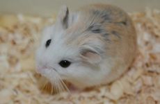 1972年属鼠男2025年运势及运程