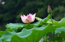 每年夏至是不是固定的,夏至是最热的时候吗？