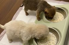 2024年属狗大忌 小心被小动物咬伤