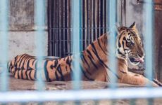 梦见大蛇变龙　周公解梦之梦到大蛇变龙