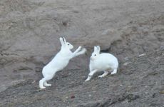 99属兔女的性格和脾气