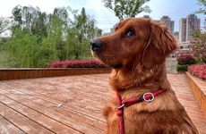 丑未戌三刑牢狱之灾！丑未戌为恃势刑