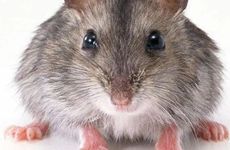 1984年属鼠一生会经过几个大劫