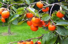 床底放一物必定发财 床下放硬币招财不宜放纸币