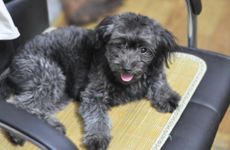 70年属狗53岁有一灾(70年属狗53岁有一灾-万年历)