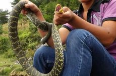 2001属蛇2023学业运势 2001年属蛇人2023如何提高学习运