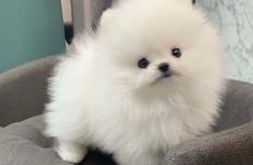 属狗人2026旧爱归来吗?