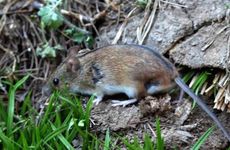 属鼠戴石榴石好吗 属鼠女怀孕了可以戴石榴石吗