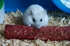 2025鼠和什么属相冲相克