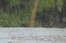 雨水节气农事安排有哪些 关于雨水的农谚