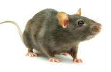 属鼠人须留心这五个狡猾属相