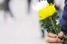 端午节为什么要挂艾草 清明插柳端午插艾