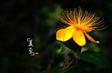 夏至出生的人命运详解 2022夏至出生的虎