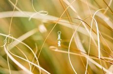 夏至为啥不能剪头发 夏至的相关忌讳