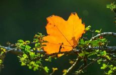 梦见死人娶媳妇