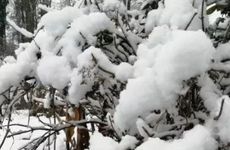 冬至在前还是大雪在前