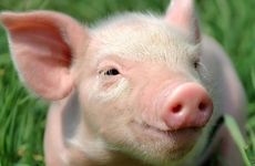 男属猪女属牛二人结婚好吗