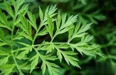 今日生肖相冲查询 2022年11月5日农历十月十二