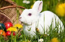 女属兔男属兔会旺夫吗