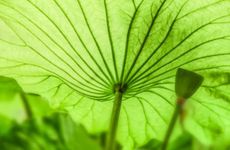 梦见放烟花怎么回事 梦见放烟花有什么预兆