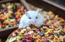 2024年属狗是什么木命 2024年属鼠是什么命