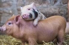 1995年生的属猪人财运 2023年属猪人财运会有突破吗？