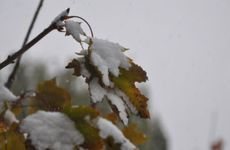 大雪节气晴天好不好？大雪节气谚语有哪些？