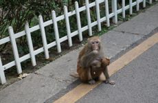 属猴人2022年10月运势运程完整版 22年属相猴10月财运运势