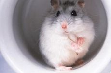 84年属鼠住房什么方位最好 买房五行对应的最宜楼层