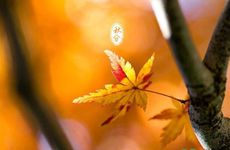 梦见自己被关起来了后又逃走了