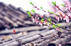 立春以后温度上会发生什么变化 2024立春必须在家过吗