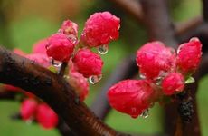 立夏三候分别是什么 一候蝼蝈鸣二候蚯蚓出三候王瓜生