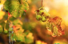 梦见车子发生了交通事故