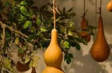 银杏树种植风水禁忌是什么？