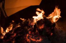 家里阴气重哪几种花不能养 家里养花阴气重吗