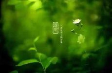 qq宠物的名字