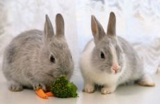 最适合属兔人的微信头像 又吉利又招财