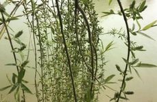 孕妇梦见什么预示生男