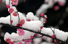 春分吃什么食物最好 饮食健康有助身体