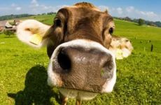 2024年9月属牛人职业运势详解