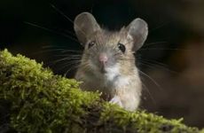 属鼠的人心狠吗 谁能压住属鼠人